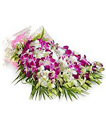 Orchid Bunch